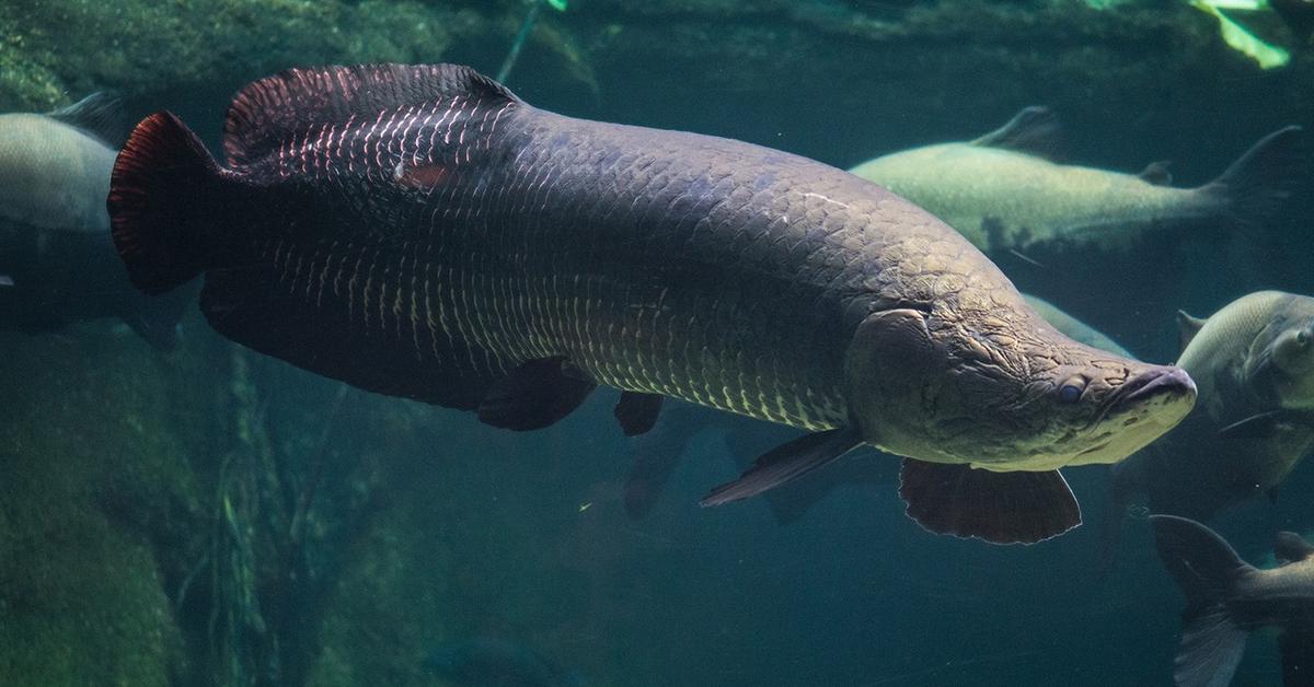 A look at the Arapaima, also recognized as Arapaima in Indonesian culture.