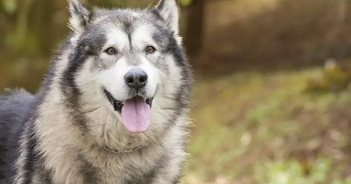 Captivating presence of the American Alsatian, a species called Canis lupus.