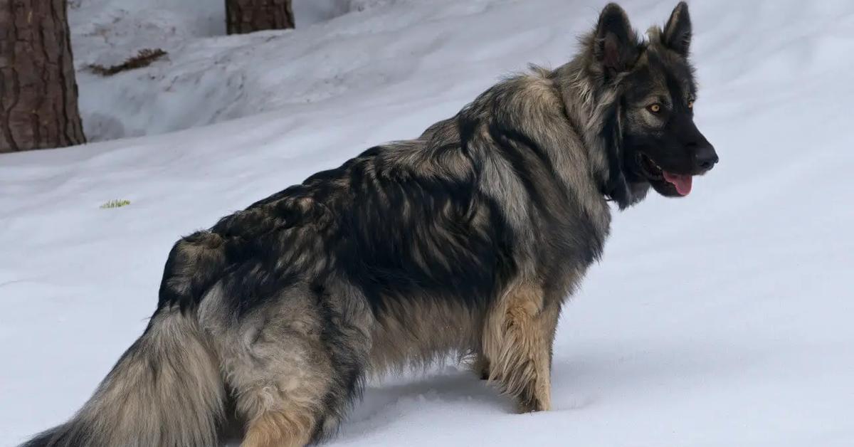 Exquisite image of American Alsatian, in Indonesia known as Anjing Amerika Alsatian.