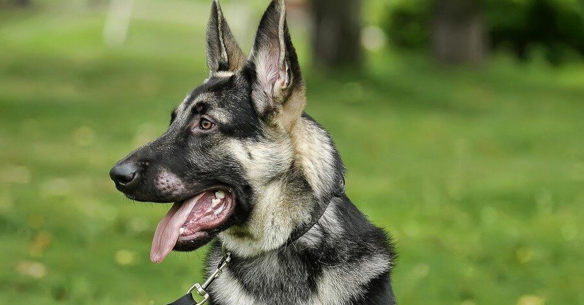 The alluring American Alsatian, commonly referred to as Anjing Amerika Alsatian in Bahasa Indonesia.