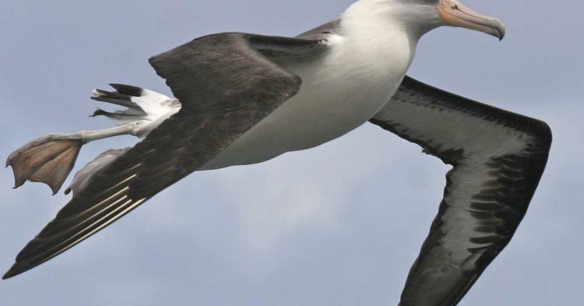 Elegant Albatross in its natural habitat, called Albatros in Indonesia.