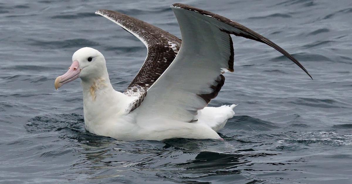 Vivid image of the Albatross, or Albatros in Indonesian context.