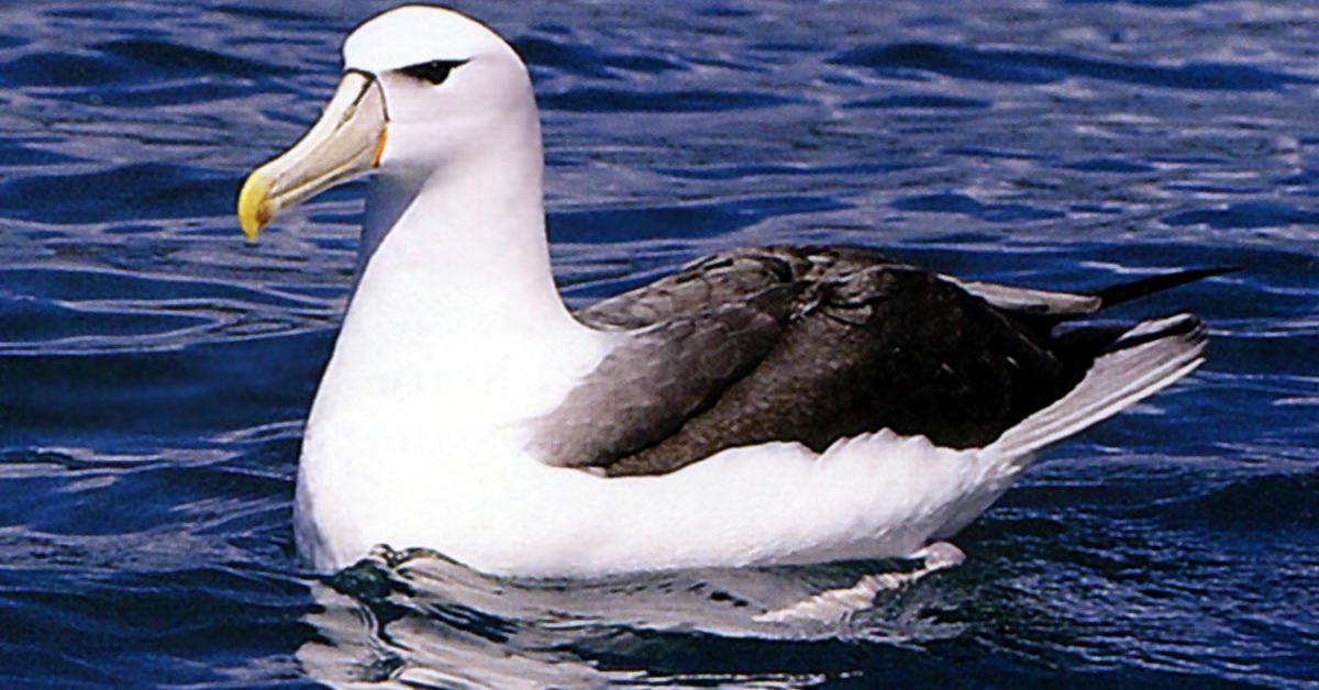 Portrait of a Albatross, a creature known scientifically as Diomedeidae.