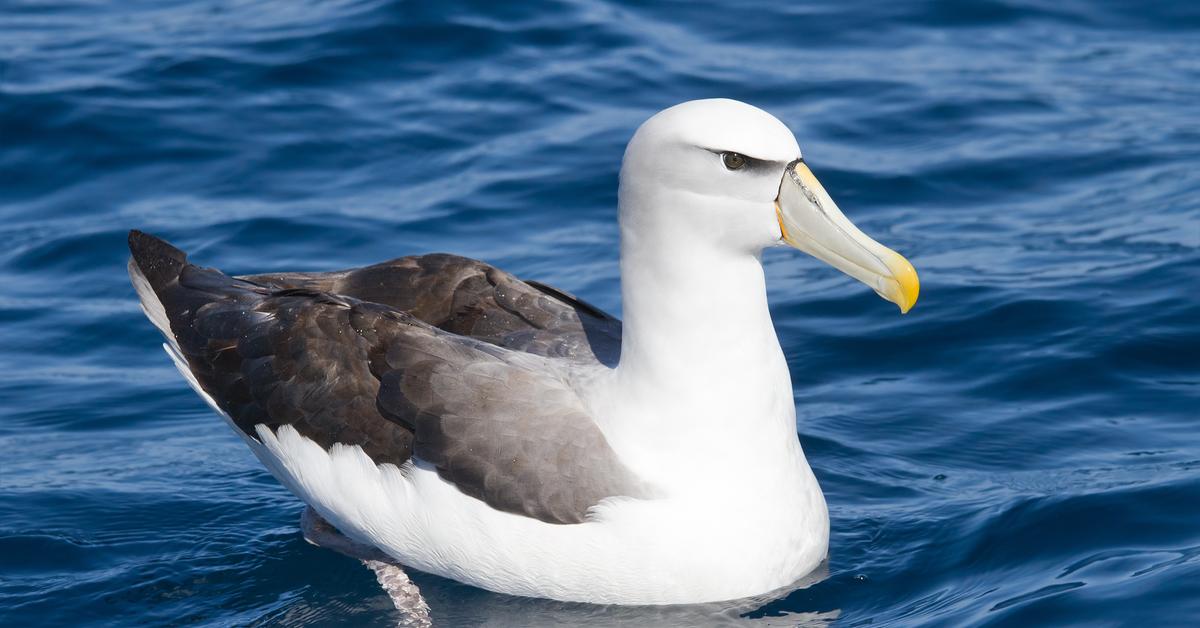 Charming view of the Albatross, in Indonesia referred to as Albatros.