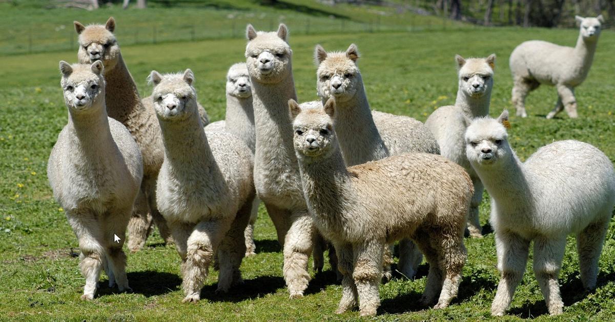 Portrait of a Alpaca, a creature known scientifically as Vicugna pacos.