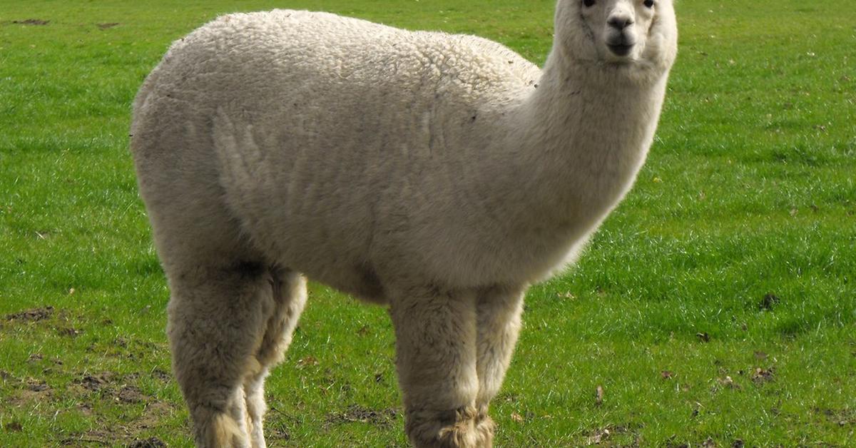 Graceful Alpaca, a creature with the scientific name Vicugna pacos.