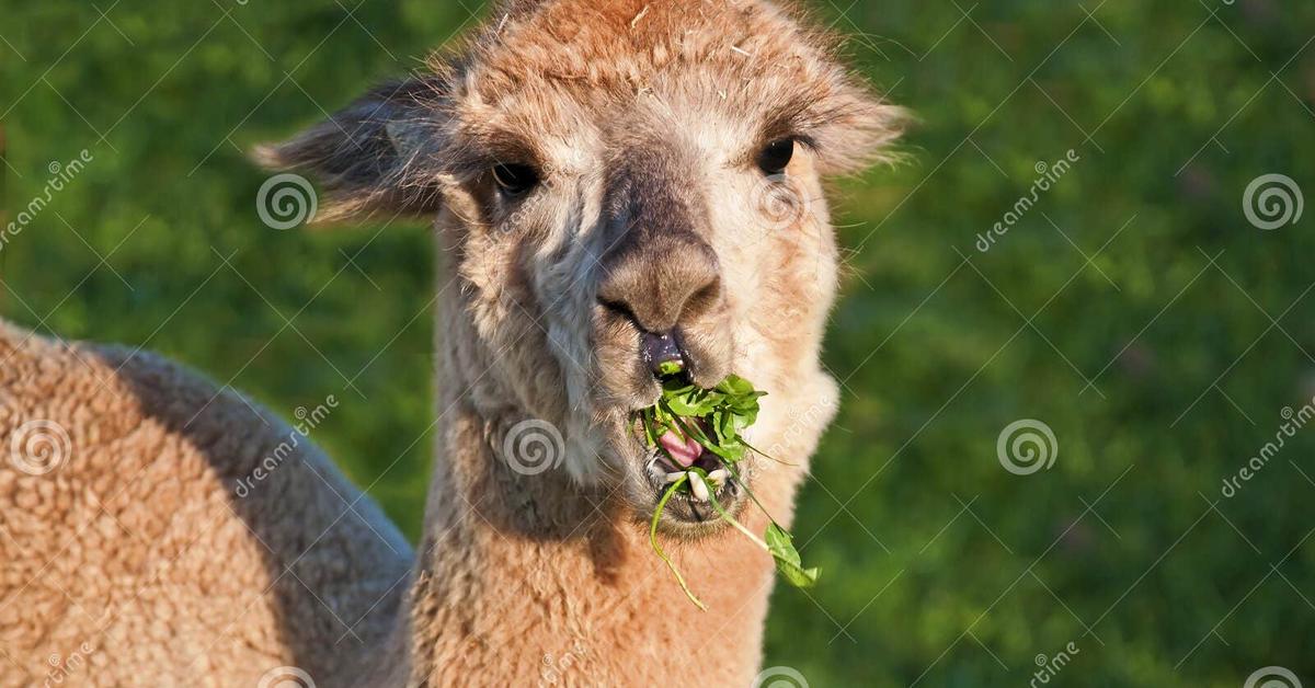 The Alpaca in its natural beauty, locally called Alpaka.