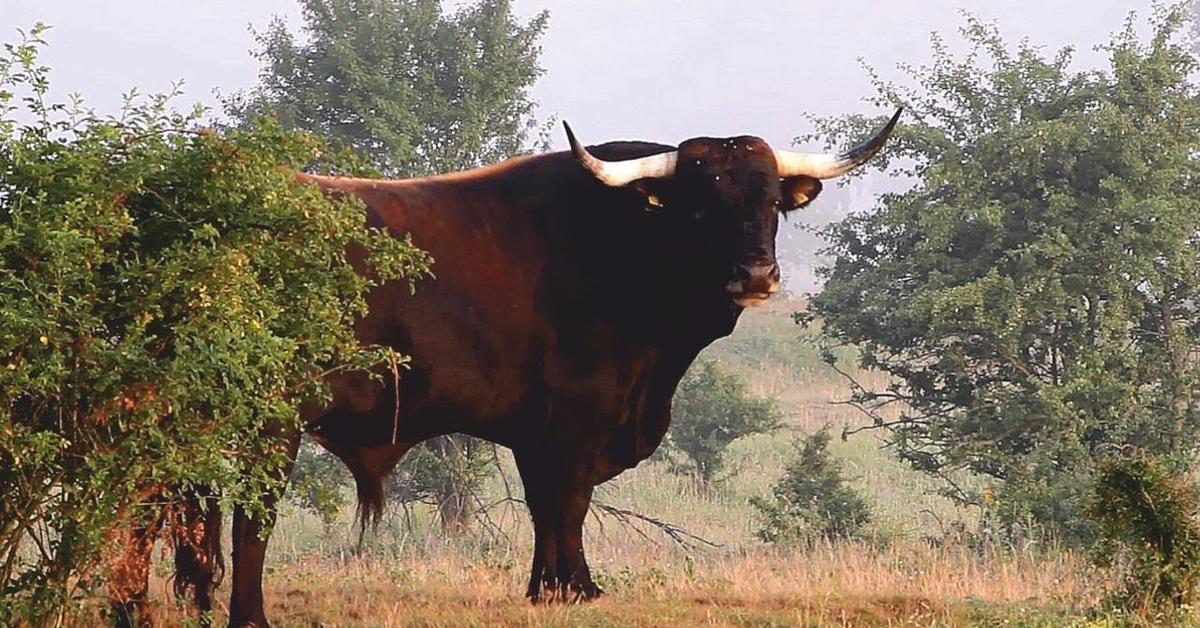 Iconic view of the Aurochs, or Bos primigenius, in its habitat.