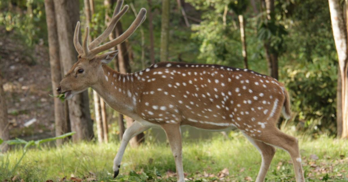 Stunning image of the Antelope (Bovidae), a wonder in the animal kingdom.