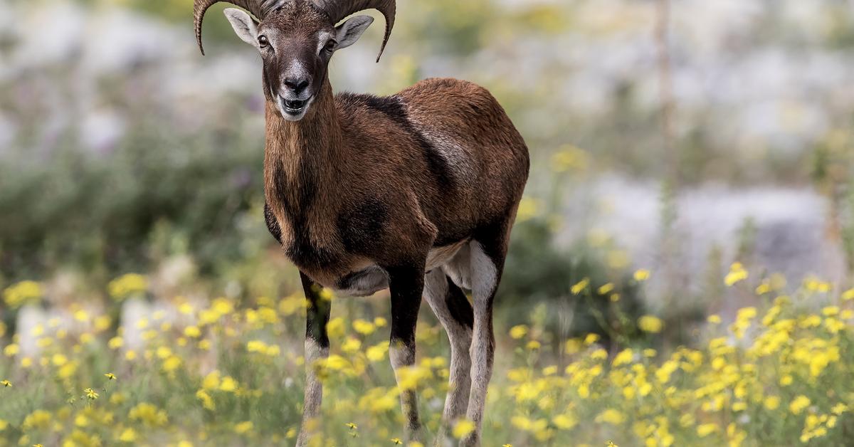 Vibrant snapshot of the Antelope, commonly referred to as Rusa in Indonesia.