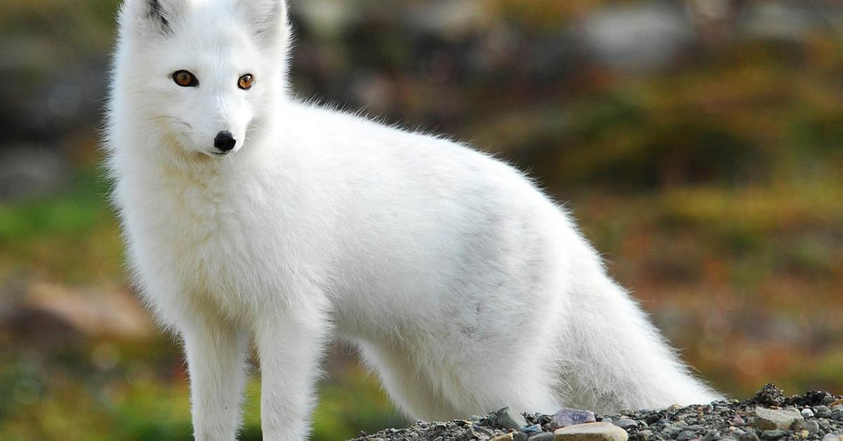 The remarkable Arctic Fox (Vulpes lagopus), a sight to behold.