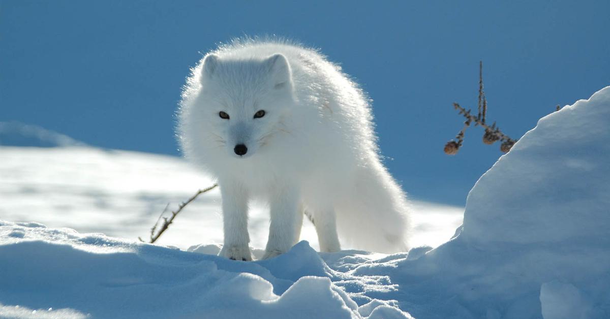 Elegant portrayal of the Arctic Fox, also known as Vulpes lagopus.