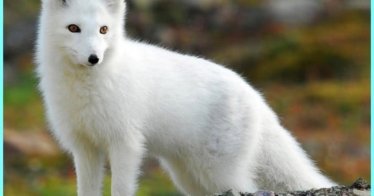 Image showcasing the Arctic Fox, known in Indonesia as Rubah Arktik.