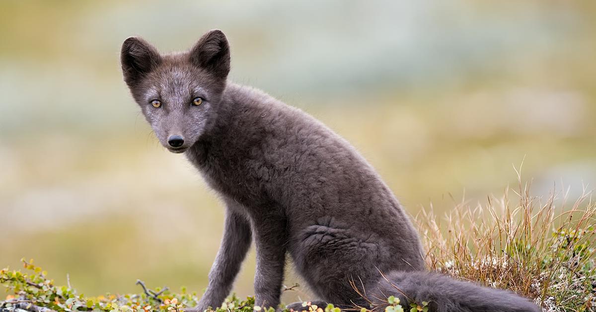 Detailed shot of the Arctic Fox, or Vulpes lagopus, in its natural setting.