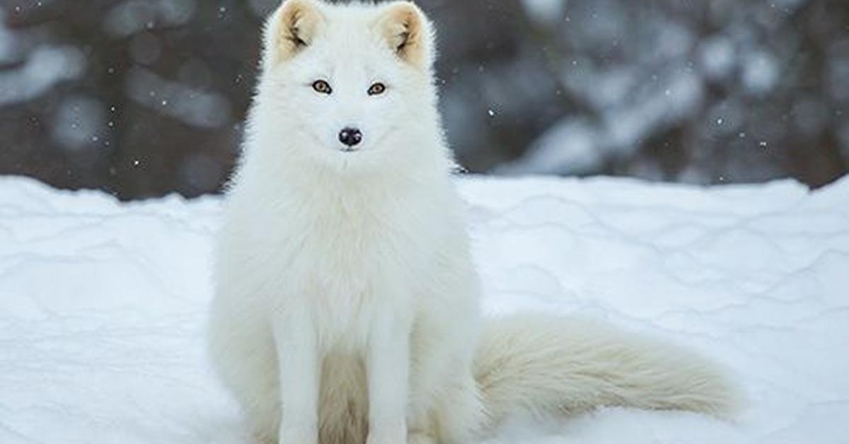 Distinctive Arctic Fox, in Indonesia known as Rubah Arktik, captured in this image.