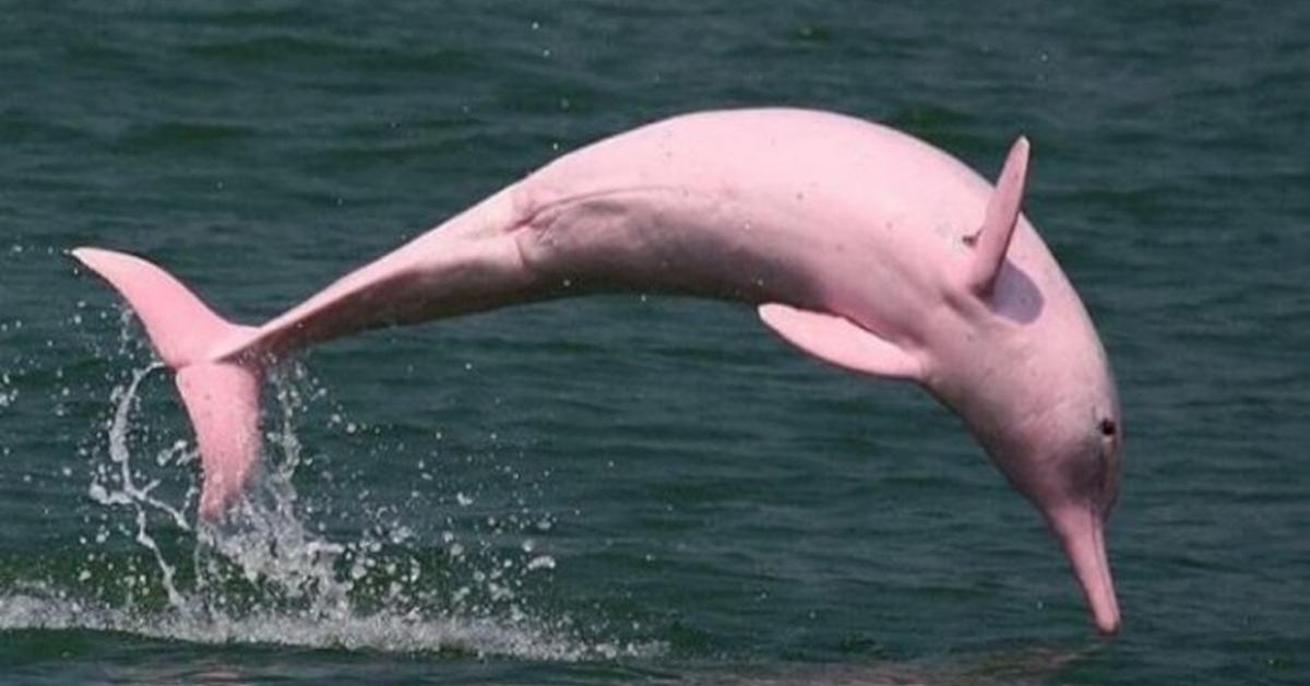 Photographic depiction of the unique Amazon River Dolphin, locally called Lumba-lumba Sungai Amazon.