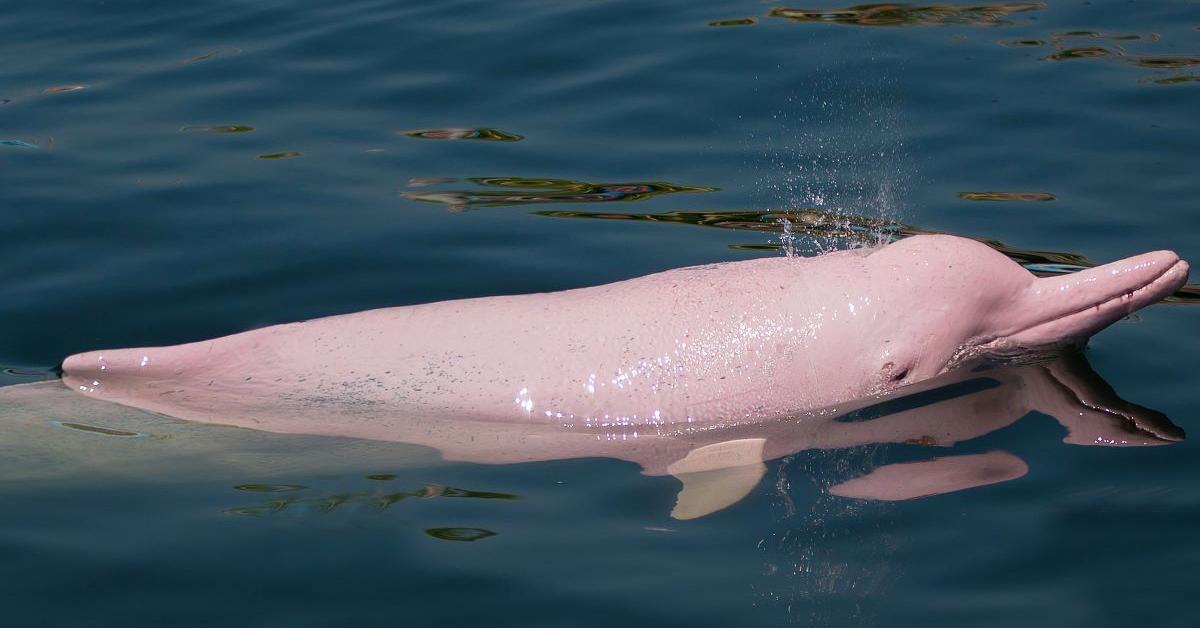 Graceful Amazon River Dolphin, a creature with the scientific name Platanistoidea.