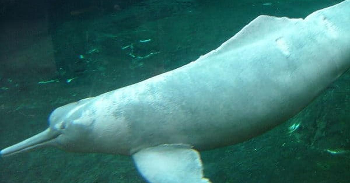 Visual representation of the Amazon River Dolphin, recognized in Indonesia as Lumba-lumba Sungai Amazon.