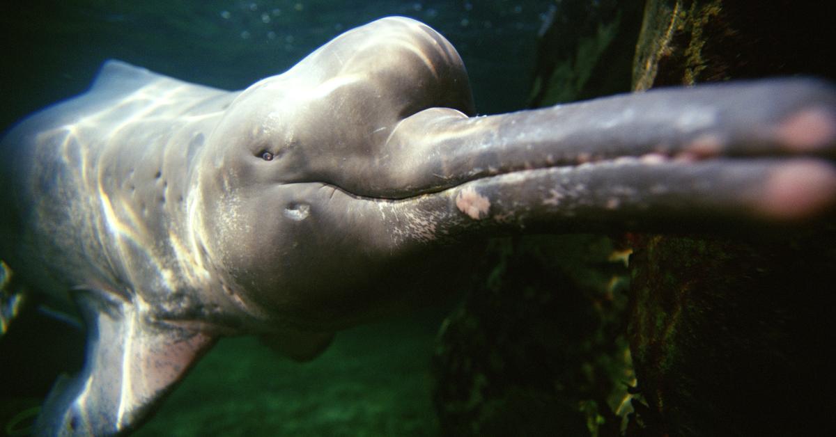 Iconic view of the Amazon River Dolphin, or Platanistoidea, in its habitat.