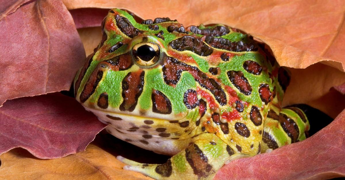 Engaging shot of the Argentine Horned Frog, recognized in Indonesia as Katak Bertanduk Argentina.