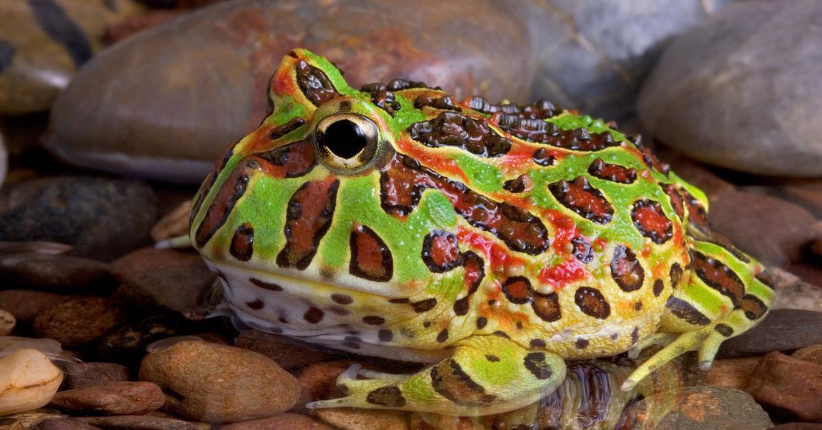 Captivating view of the Argentine Horned Frog, known in Bahasa Indonesia as Katak Bertanduk Argentina.