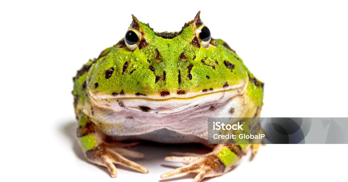 Exquisite image of Argentine Horned Frog, in Indonesia known as Katak Bertanduk Argentina.