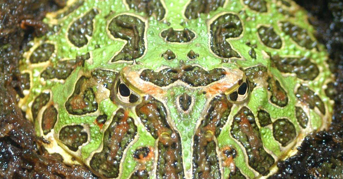 Striking appearance of the Argentine Horned Frog, known in scientific circles as Ceratophrys Ornata.