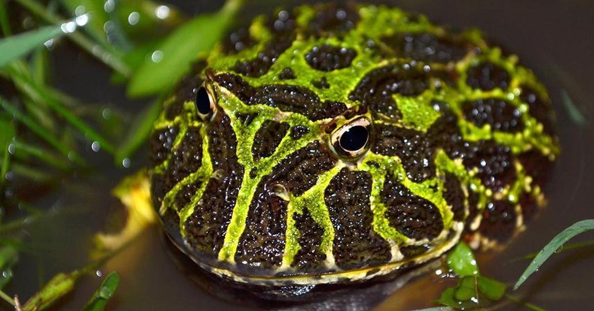 The remarkable Argentine Horned Frog (Ceratophrys Ornata), a sight to behold.