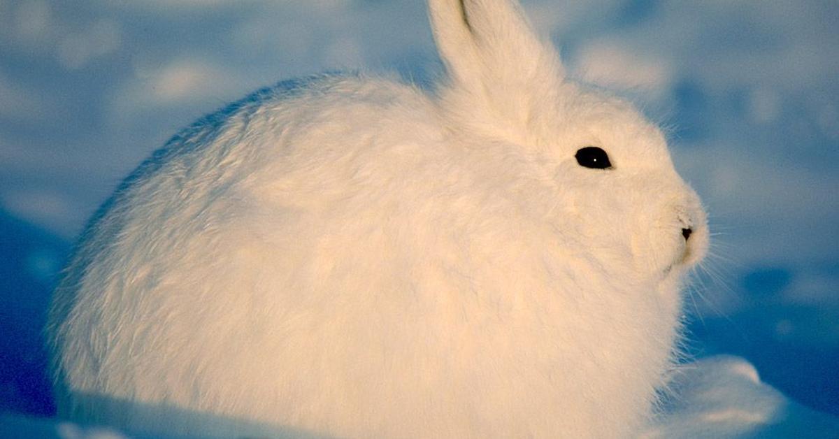 Captivating view of the Arctic Hare, known in Bahasa Indonesia as Kelinci Arktik.