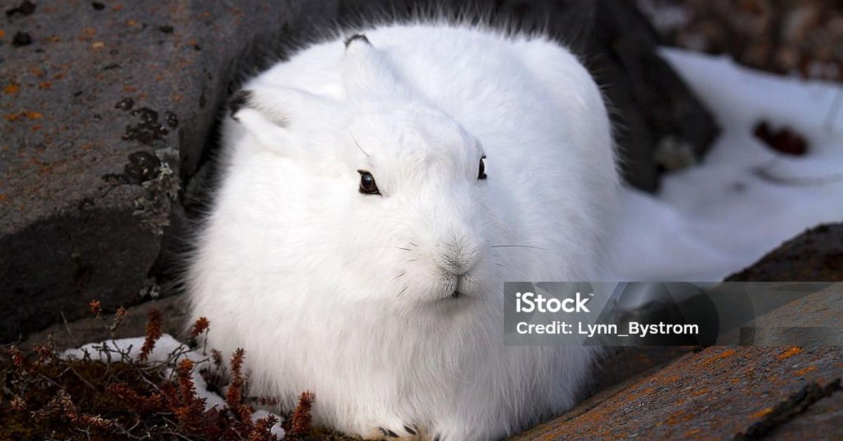 Visual representation of the Arctic Hare, recognized in Indonesia as Kelinci Arktik.