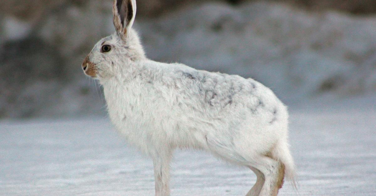 The fascinating Arctic Hare, scientifically known as Lepus Arcticus.