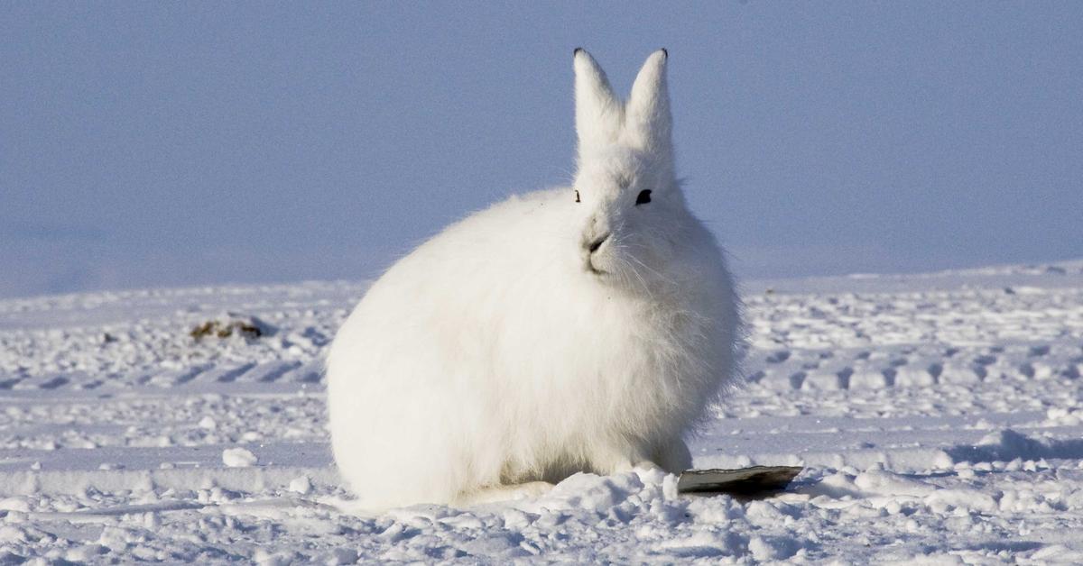 Engaging shot of the Arctic Hare, recognized in Indonesia as Kelinci Arktik.