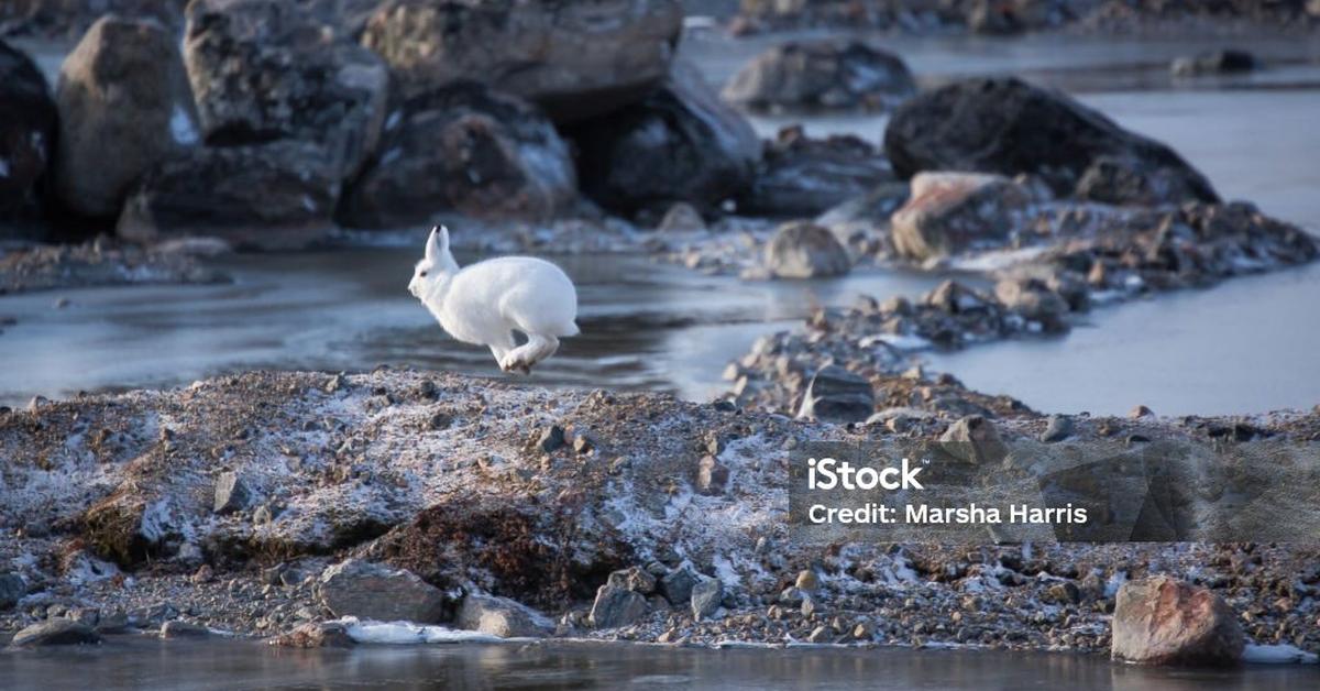 Vibrant snapshot of the Arctic Hare, commonly referred to as Kelinci Arktik in Indonesia.