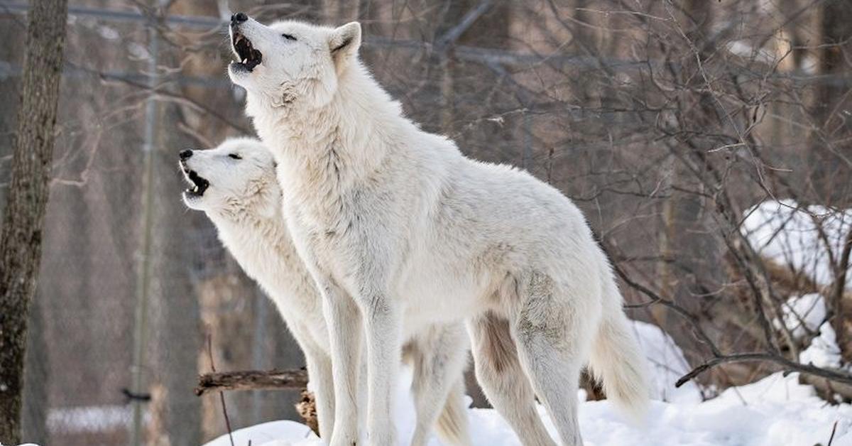 Image showcasing the Arctic Wolf, known in Indonesia as Serigala Arktik.