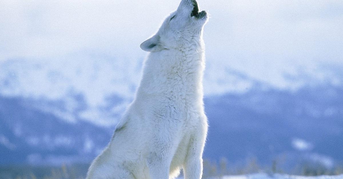 Splendid image of the Arctic Wolf, with the scientific name Canus Lupus Arcticus.