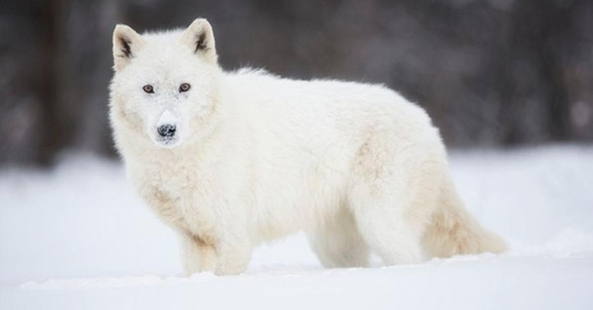 Exquisite image of Arctic Wolf, in Indonesia known as Serigala Arktik.