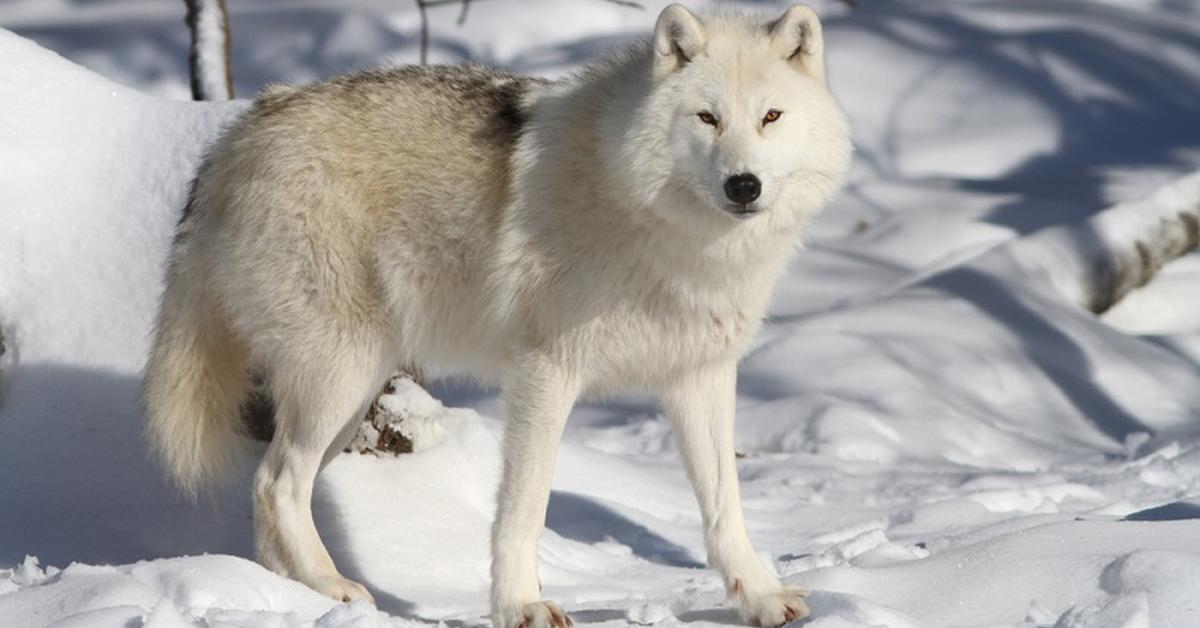 Glimpse of the Arctic Wolf, known in the scientific community as Canus Lupus Arcticus.