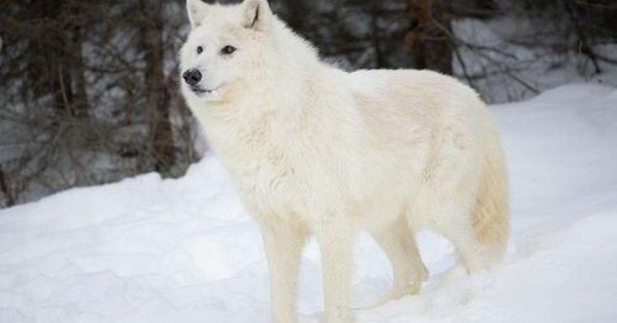 The Arctic Wolf, a beautiful species also known as Serigala Arktik in Bahasa Indonesia.