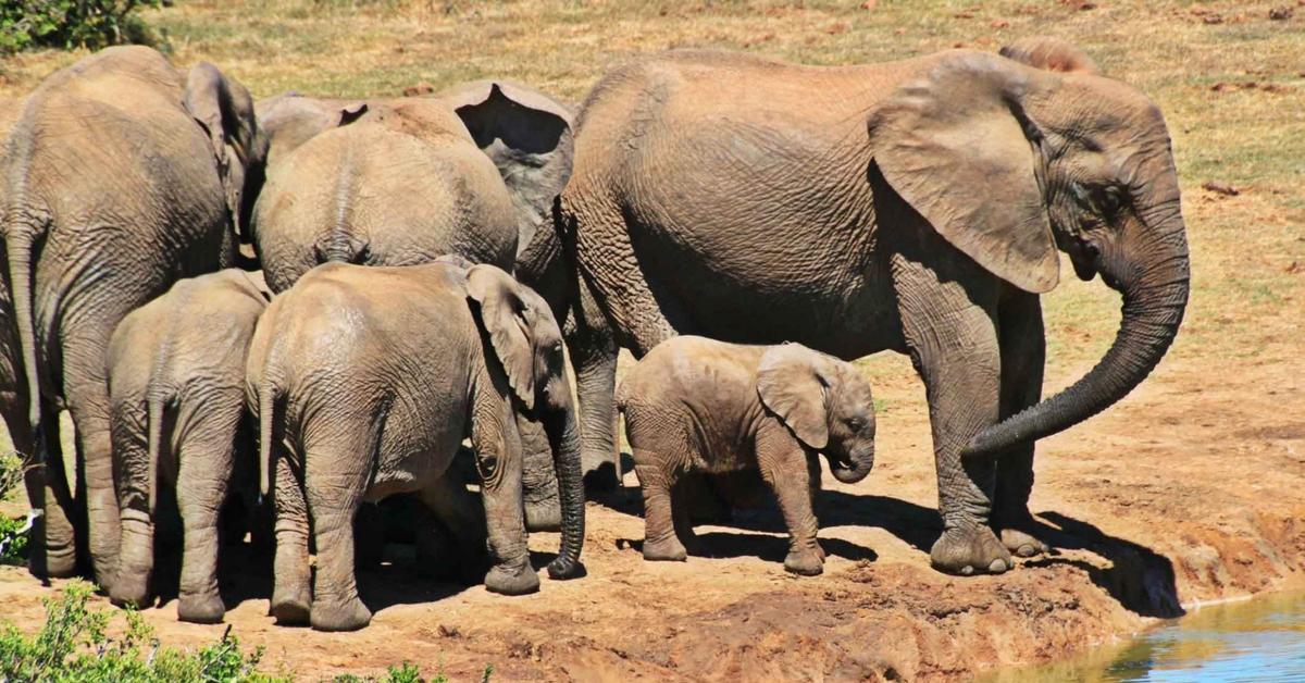 The elegant African Bush Elephant (Loxodonta africana africana), a marvel of nature.