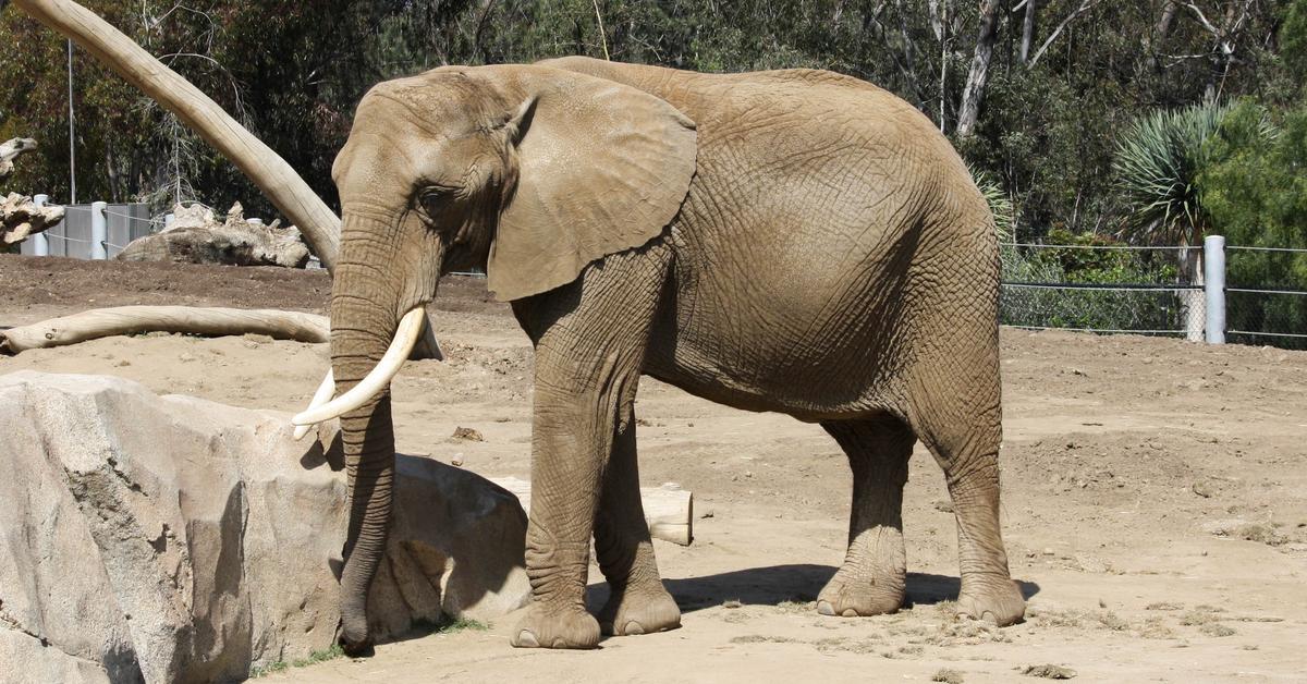 Captivating presence of the African Bush Elephant, a species called Loxodonta africana africana.