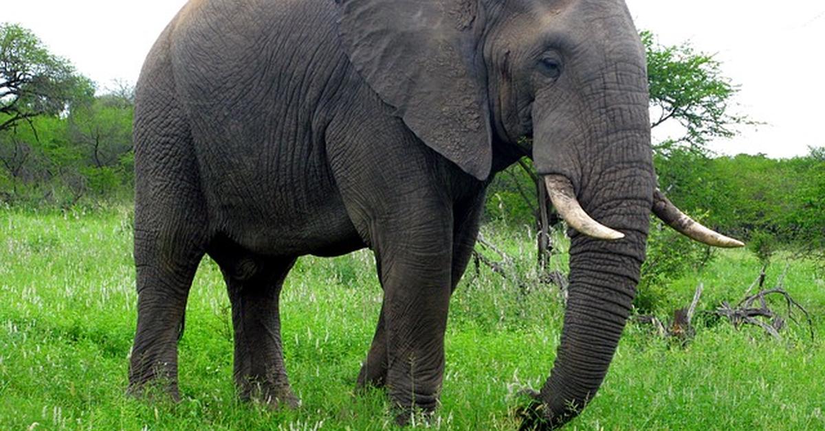 The fascinating African Bush Elephant, scientifically known as Loxodonta africana africana.