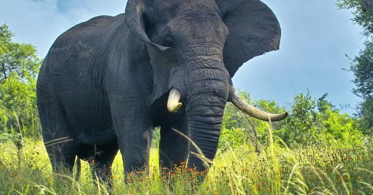 Graceful African Bush Elephant, a creature with the scientific name Loxodonta africana africana.