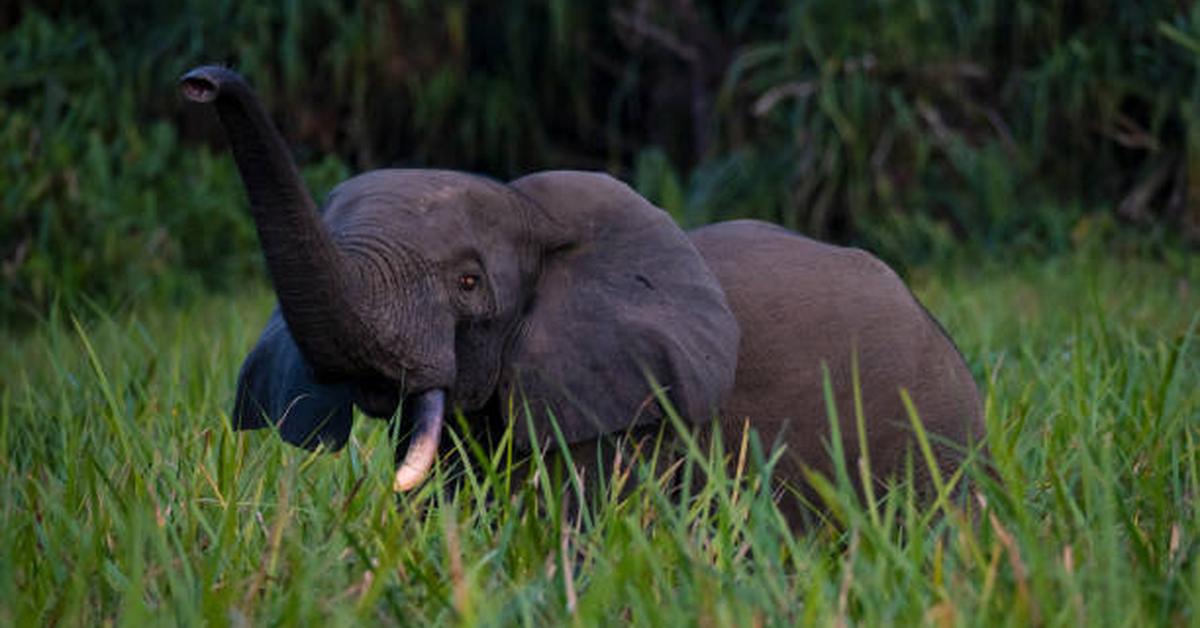 Stunning image of the African Bush Elephant (Loxodonta africana africana), a wonder in the animal kingdom.