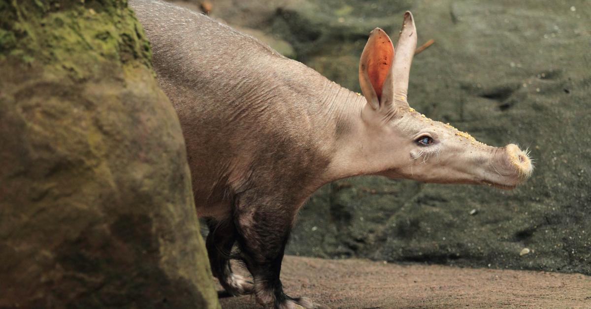 Vibrant snapshot of the Aardvark, commonly referred to as Landak Babi in Indonesia.