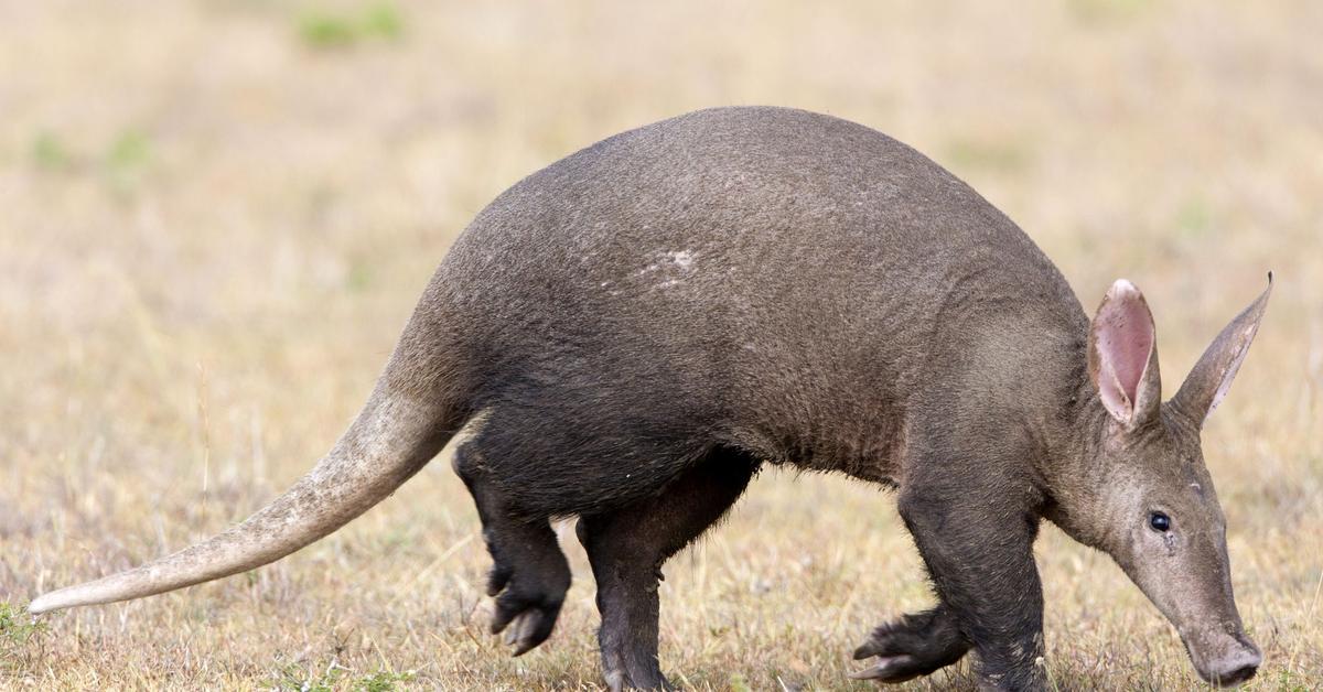 Exquisite image of Aardvark, in Indonesia known as Landak Babi.