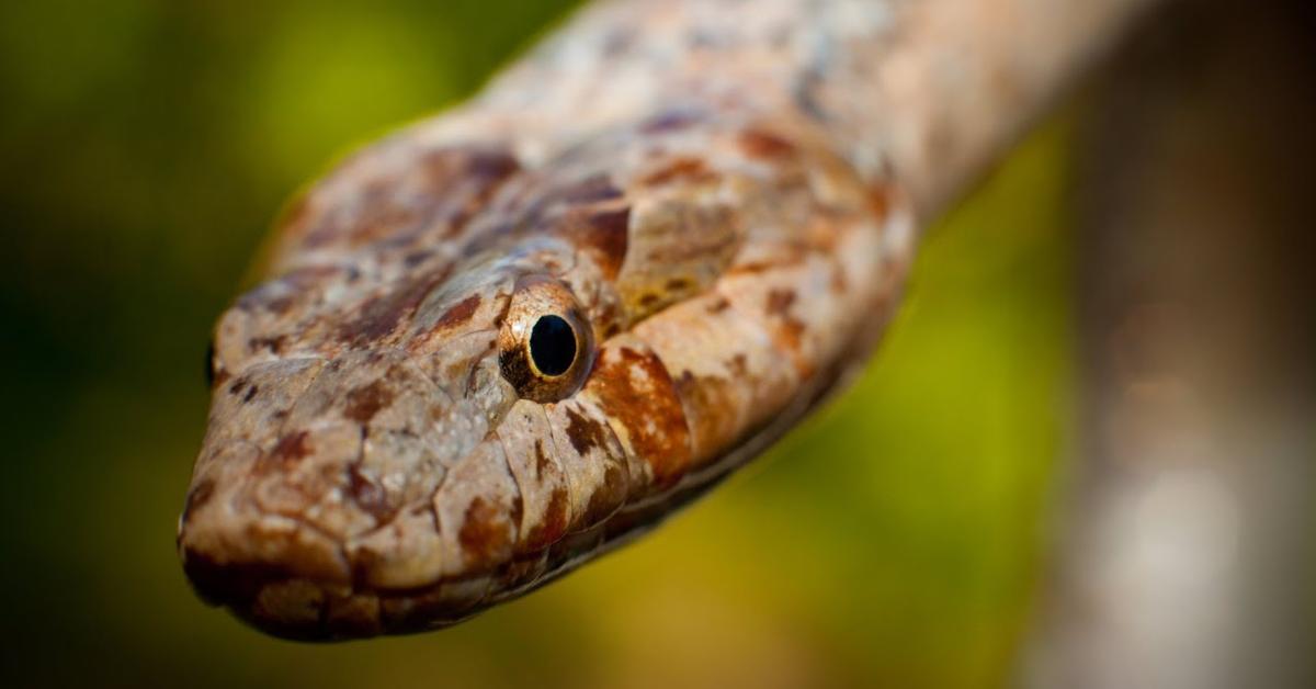 Iconic view of the Antiguan Racer Snake, or Alsophis antiguae, in its habitat.