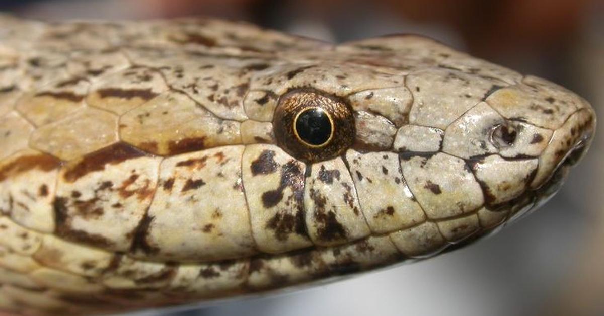 The Antiguan Racer Snake, a species known as Alsophis antiguae, in its natural splendor.