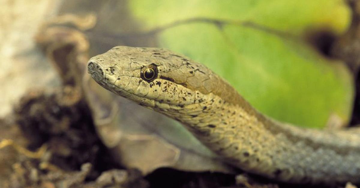 The elegant Antiguan Racer Snake (Alsophis antiguae), a marvel of nature.