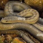 Stunning image of the Antiguan Racer Snake (Alsophis antiguae), a wonder in the animal kingdom.