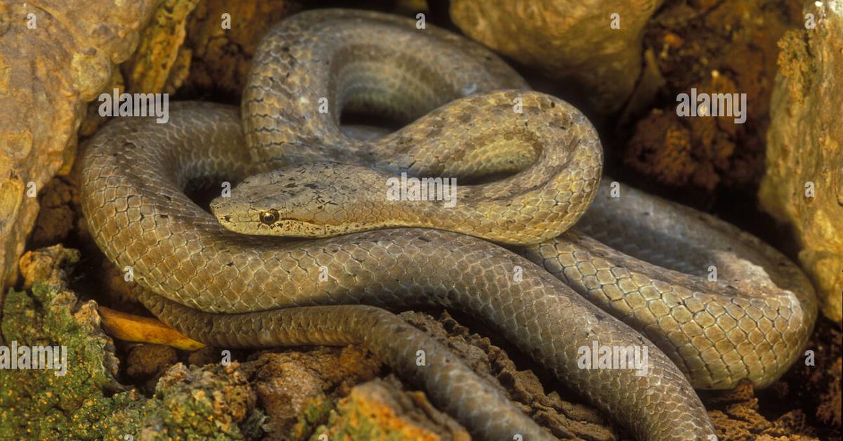 Unique portrayal of the Antiguan Racer Snake, also called Ular Antiguan Racer in Bahasa Indonesia.